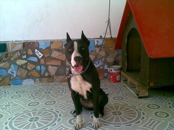 Camada de pitbull