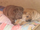 excelentes cachorros de shar pei - mejor precio | unprecio.es