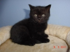Gatitos BRITISH SHORTHAIR - mejor precio | unprecio.es
