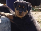 Rottweiler , cachorros disponibles barcelona - mejor precio | unprecio.es