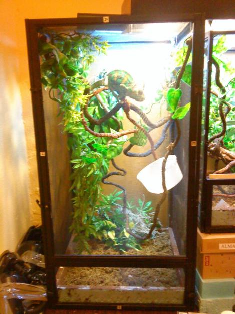 Terrario para camaleón completo y muy economico