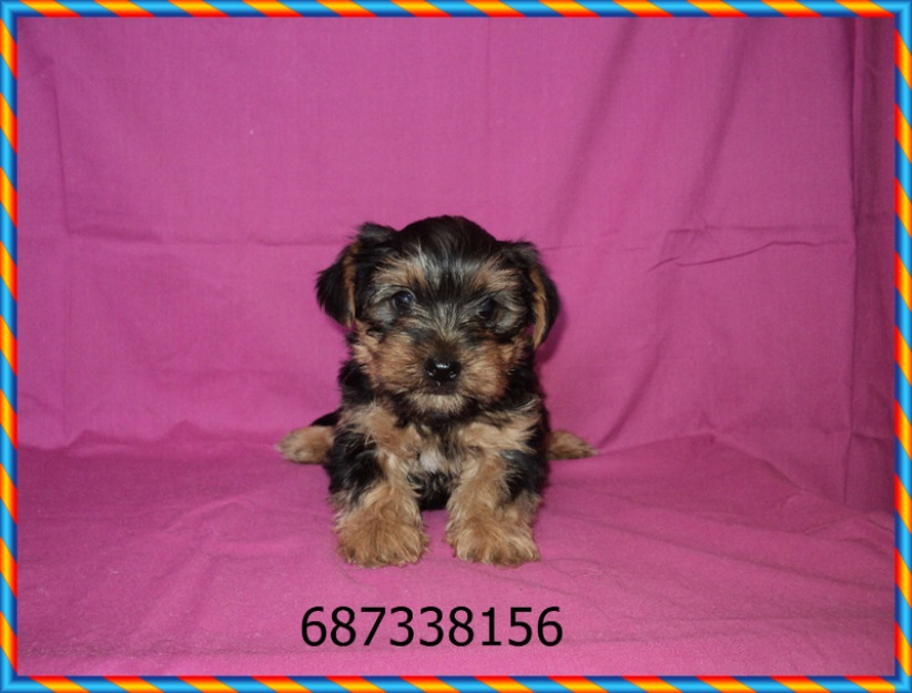 Yorkshire terrier - cachorro