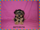 Yorkshire terrier - cachorro - mejor precio | unprecio.es