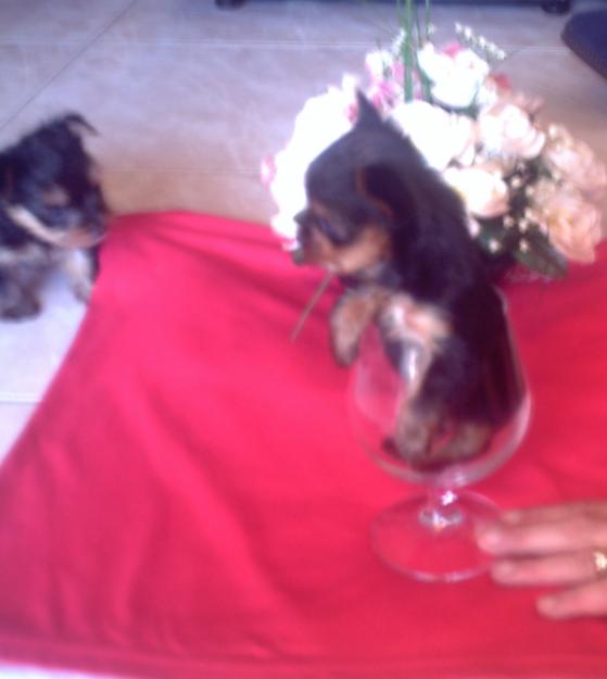 yorkshire terrier mini toy almeria