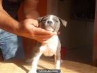 ***AMERICAN STAFFORD BLUE***MÁXIMA CALIDAD - MÁXIMA SERIEDAD - mejor precio | unprecio.es
