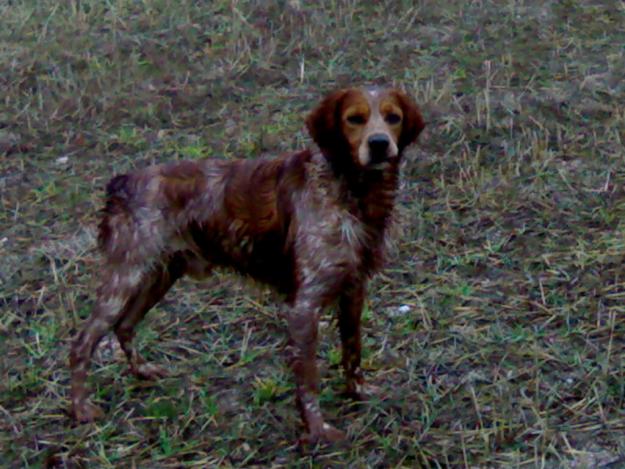 breton montas perro