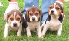 Cachorros de beagle girona - mejor precio | unprecio.es