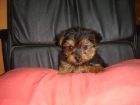 CACHORROS DE YORKSHIRE MINI 600 - mejor precio | unprecio.es