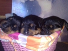 Cachorros disponibles hijos del Campeon joven del Club rottweiler Pascha Vom Rauberweg - mejor precio | unprecio.es