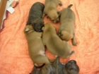 CAMADA STAFFORD BULL TERRIER INGLES! - mejor precio | unprecio.es