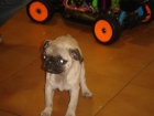 Carlino hembra 450 euros - mejor precio | unprecio.es