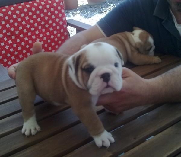 espectaculas cachorro de bulldog ingles.