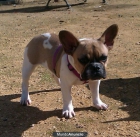 excelente ejemplar bulldog frances - mejor precio | unprecio.es