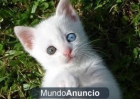 gatitos albinos blancos como la nieve todo un regalo 680 16 11 15 - mejor precio | unprecio.es