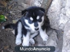 Husky siberiano cachorros para su - mejor precio | unprecio.es