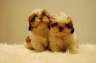 lindos cachorrines de shi tzu.camada de calidad - mejor precio | unprecio.es