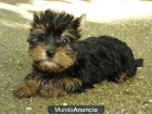 SE VENDEN CACHORROS YORKSHIRE - mejor precio | unprecio.es