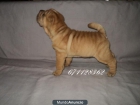 SHAR PEI...magnifico ejemplar - mejor precio | unprecio.es