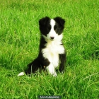Cachorros de Border Collie - mejor precio | unprecio.es