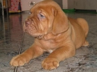 Cachorros Dogos de Burdeos 600 Euros. - mejor precio | unprecio.es