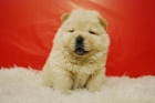 preciosos cachorrines de chow chow**te lo enviamos! - mejor precio | unprecio.es