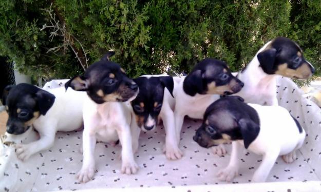 RATONEROS,120€