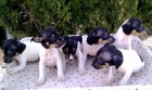 RATONEROS,120€ - mejor precio | unprecio.es