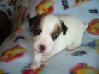 REGALO JACK RUSSELL TERRIER - mejor precio | unprecio.es