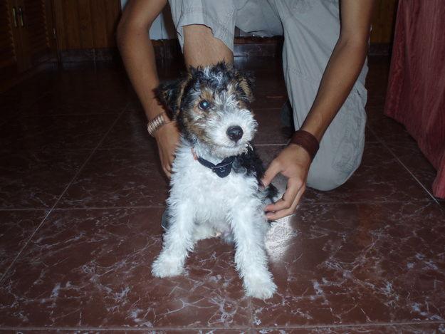 VENDO CACHORRO DE FOX TERRIER. 350€