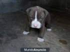 Vendo cachorros de Pittbulls - mejor precio | unprecio.es