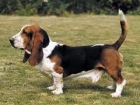Basset Hound - mejor precio | unprecio.es