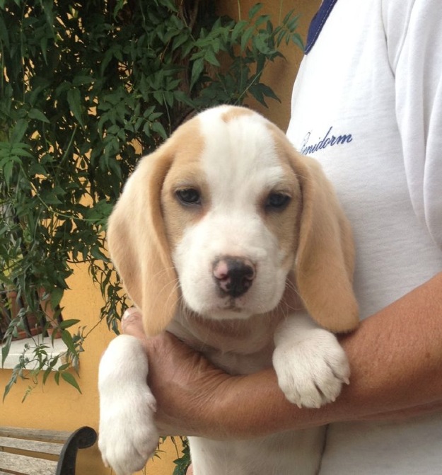 Beagle Loe 290 euros padres a la vista