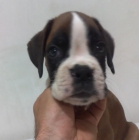 boxer cachorros dorados atigrados y blancos - mejor precio | unprecio.es