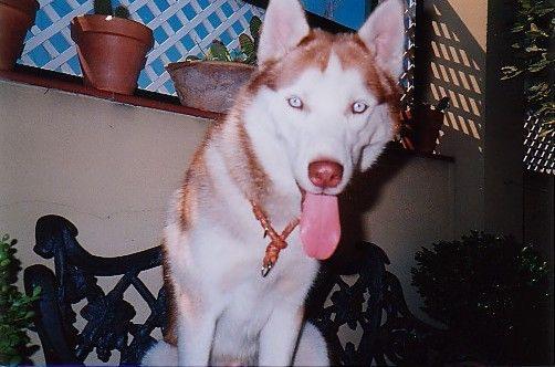 busco novia para mi perro