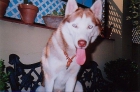 busco novia para mi perro - mejor precio | unprecio.es
