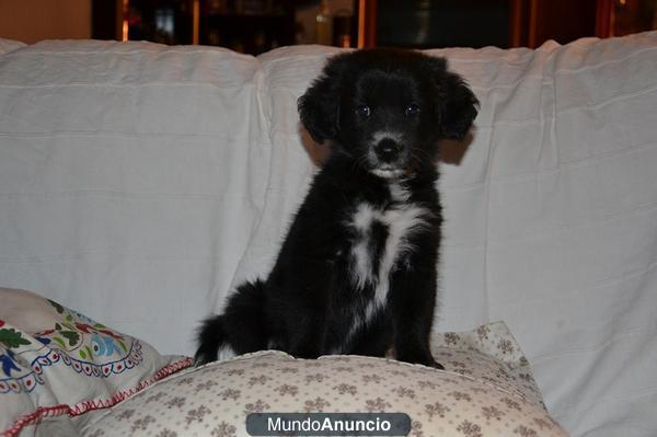 CACHORRITA LABRADOR BUSCA QUIEN LA QUIERA