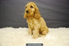 CON DOS MESES DE EDAD COCKER SPANIEL - mejor precio | unprecio.es