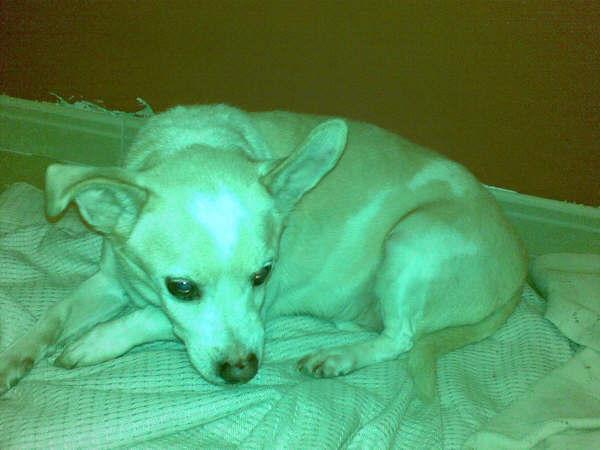 Dany necesita un hogar