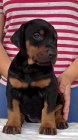 Doberman de Exposicion - mejor precio | unprecio.es