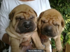 preciosa camada de shar pei - mejor precio | unprecio.es