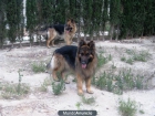 VENDO CACHORROS PASTOR ALEMAN - mejor precio | unprecio.es