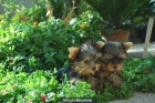 YORKSHIRE TERRIER MINIATURA AUTENTICOS CACHORROS COMPROMISO DE CALIDAD - mejor precio | unprecio.es