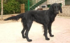 SETTER  de 1 año y medio. Regalo dos hembras . - mejor precio | unprecio.es