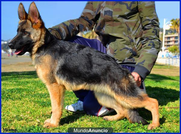 Cachorra Pastor Alemán Primer Nivel.