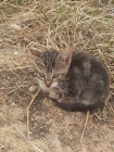 Gatitos en adopción urgente - mejor precio | unprecio.es
