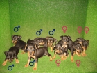 CACHORRITO DE PINSCH ER MINI 2 60 E :) - mejor precio | unprecio.es