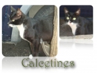 Calcetines y Rubio, viven en la calle y son dos amores de gato - mejor precio | unprecio.es