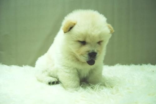 Chow Chow Cachorros ( Blancos y Rojizos ) Listos para Entregar