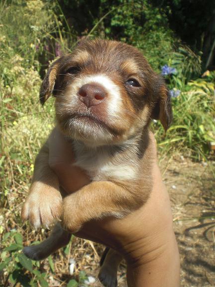 Estrella, cachorrita busca hogar