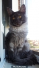 gatos maine coon - mejor precio | unprecio.es